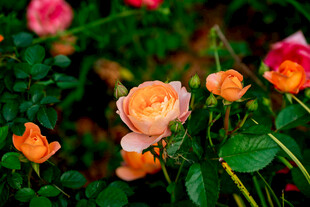 娇艳多彩玫瑰绽放