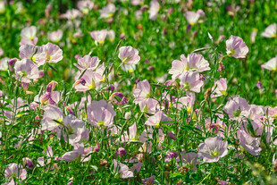 草地中的粉白小花绽放