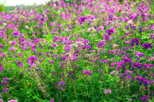 紫色花海绽放迷人景致