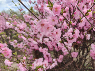 烂漫粉色花枝绽放
