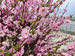 盛开的粉色繁花枝头