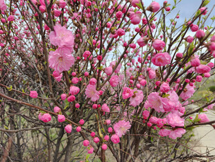盛开的粉色桃花枝头绽放