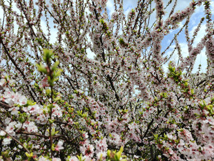 繁花满枝的烂漫景象