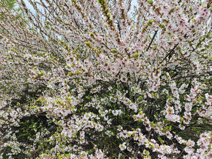 盛开的繁花枝头美景