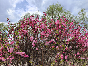 盛开的粉色繁花树