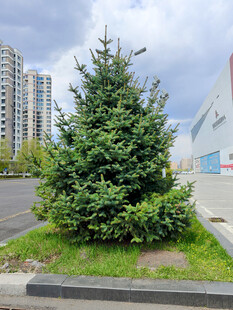 城市中的独立松树