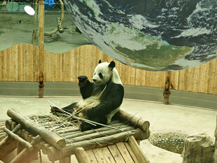 憨态熊猫坐于竹台赏景