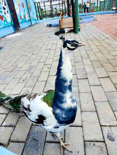 漫步街头的美丽孔雀