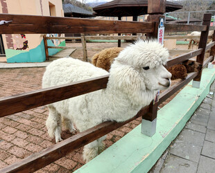 围栏里可爱的白色羊驼