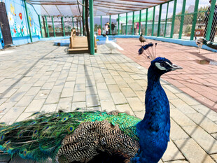 园内漫步的美丽孔雀