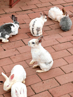 一群萌兔在红砖地面休憩