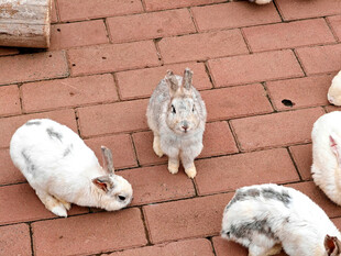 一群可爱兔子在户外
