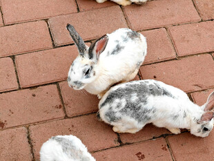 砖地上的几只可爱小兔子