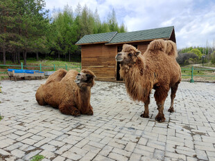 户外休憩的两只骆驼