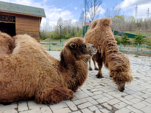 两只骆驼在户外的场景