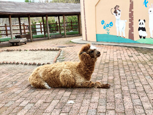 庭院中休憩的可爱羊驼