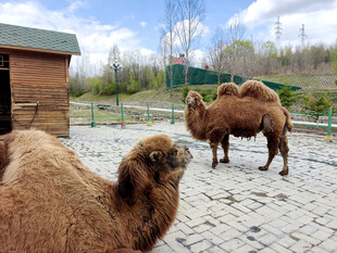 户外的两只骆驼