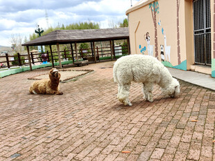 户外庭院中的两只羊驼