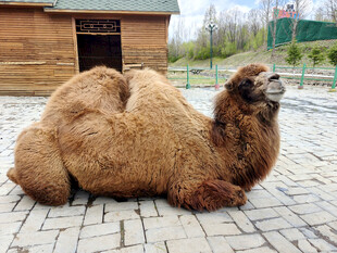 卧地的棕色骆驼