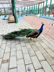 漫步砖地的美丽孔雀