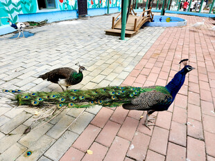 街道上的两只美丽孔雀