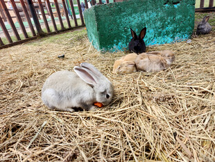 草地上休憩的几只可爱兔子