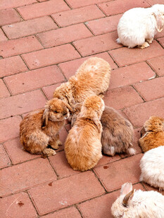 一群兔子惬意趴红砖上