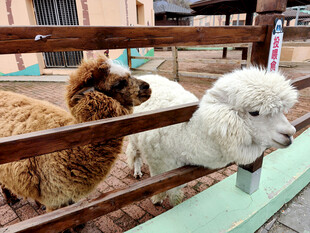 围栏边的可爱羊驼