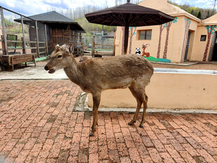 庭院中站立的一只小鹿