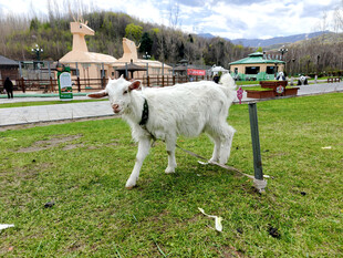 草地上的白山羊