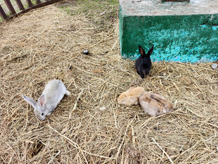 地上的几只可爱小动物