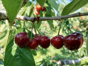 樱桃栽培