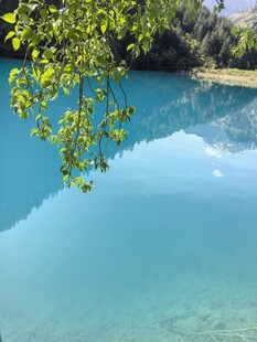 九寨沟 清澈蓝湖与垂枝美景
