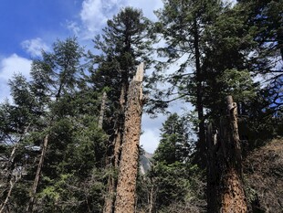 森林中高耸的枯立木