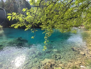 九寨沟 清澈蓝绿潭边翠绿枝叶