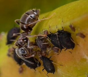 蚂蚁捕食蚜虫场景