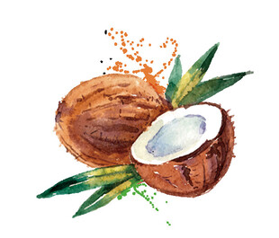 水彩绘椰子及椰叶
