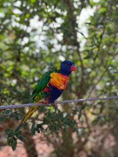 多彩鹦鹉栖息于枝头