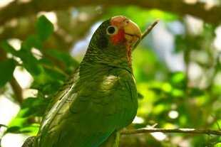 翠绿鹦鹉栖息枝头