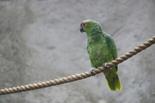 绿鹦鹉栖于绳索上