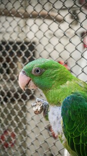 笼中绿鹦鹉