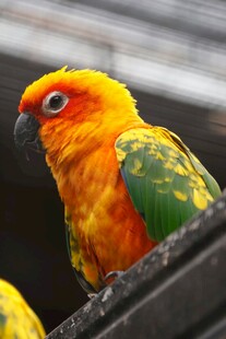 色彩艳丽的鹦鹉