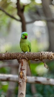 枝头绿鹦鹉