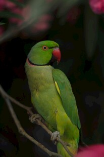 枝头绿鹦鹉
