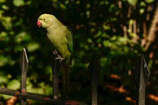 绿鹦鹉立于围栏上