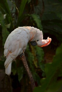 白鹦鹉枝头进食