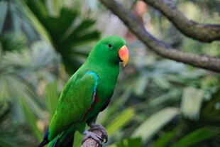 翠绿鹦鹉栖息枝头