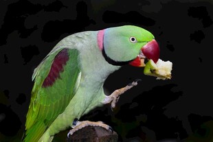 绿鹦鹉进食瞬间