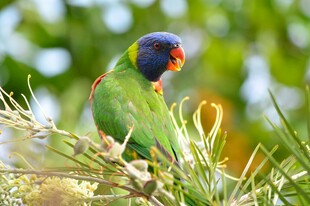 多彩鹦鹉栖息绿植间