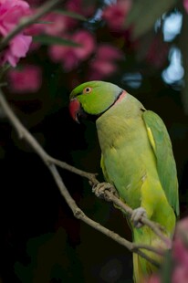 枝头绿鹦鹉
